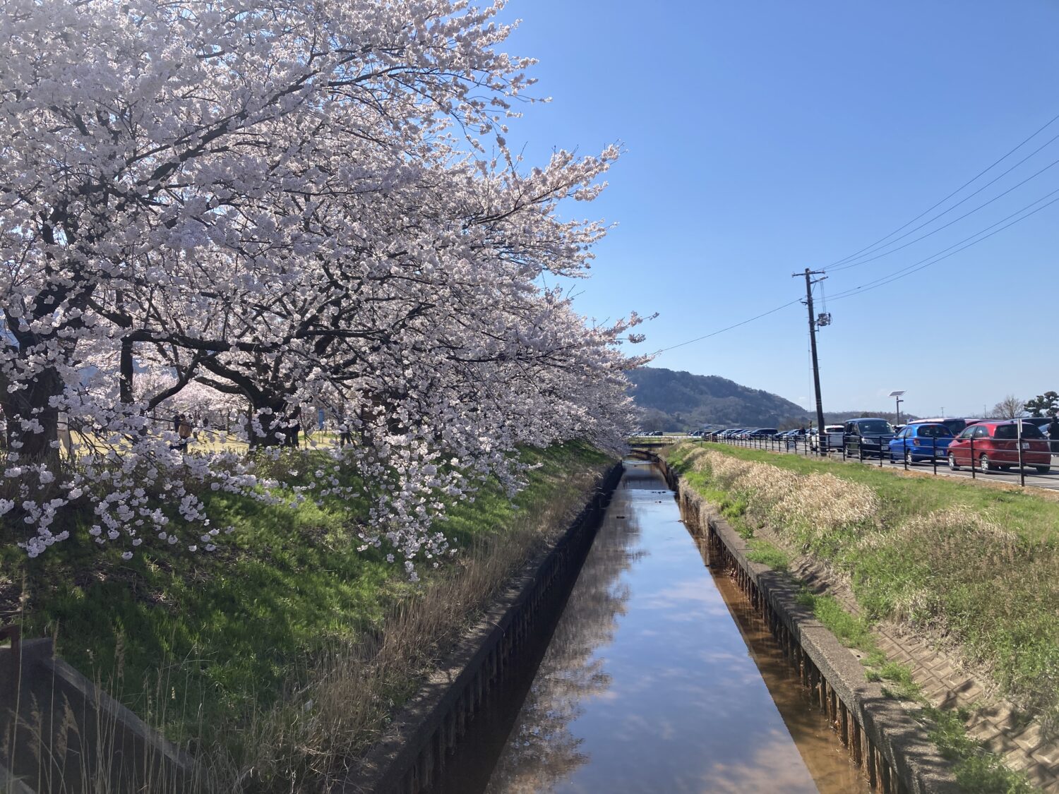 青空と桜が写っています。中央に用水路があり、桜と雲と青空が反射しています。
