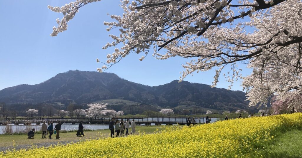 右上に桜、左下から右側中央にかけて斜めに菜の花が咲いています。写真の中央、遠くに山が写っています。