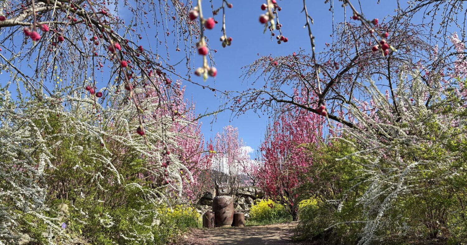 山梨県笛吹市】知る人ぞ知る「秘密の花園」夫婦で守る春の風景 | 地域