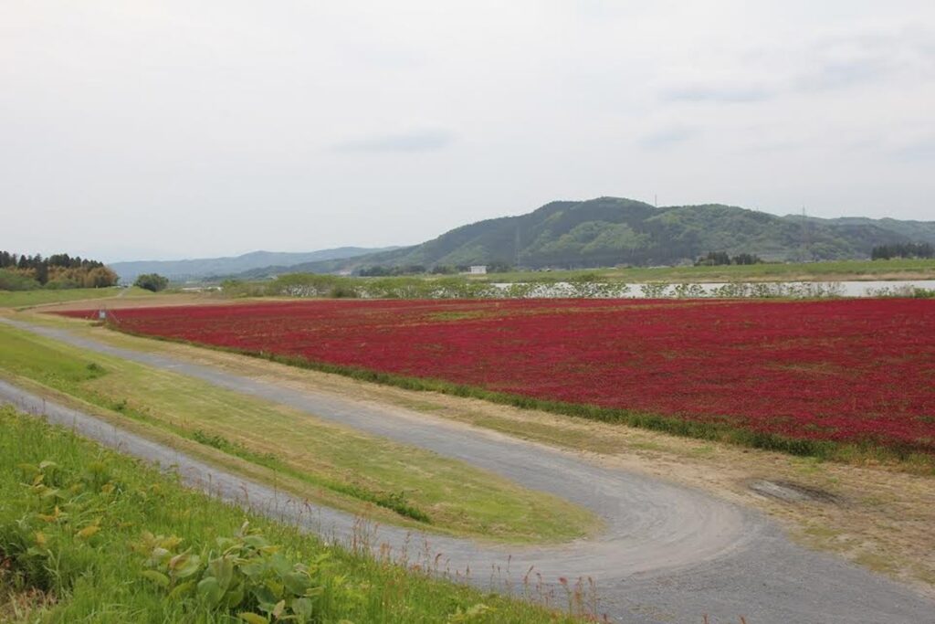 土手から見たクリムゾンクローバー