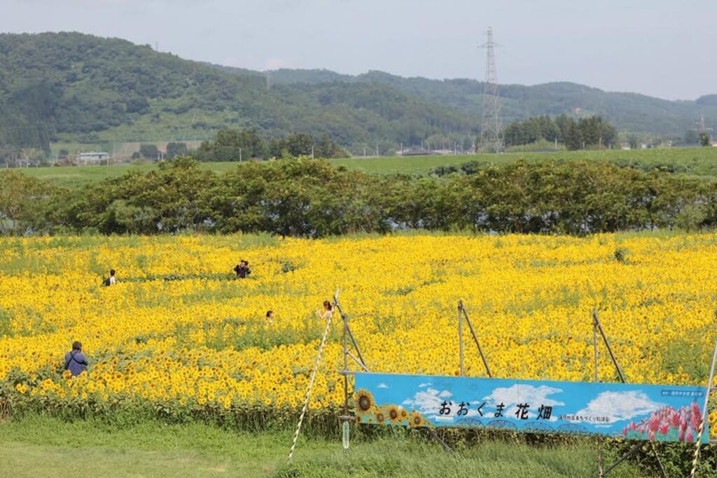 看板とひまわり