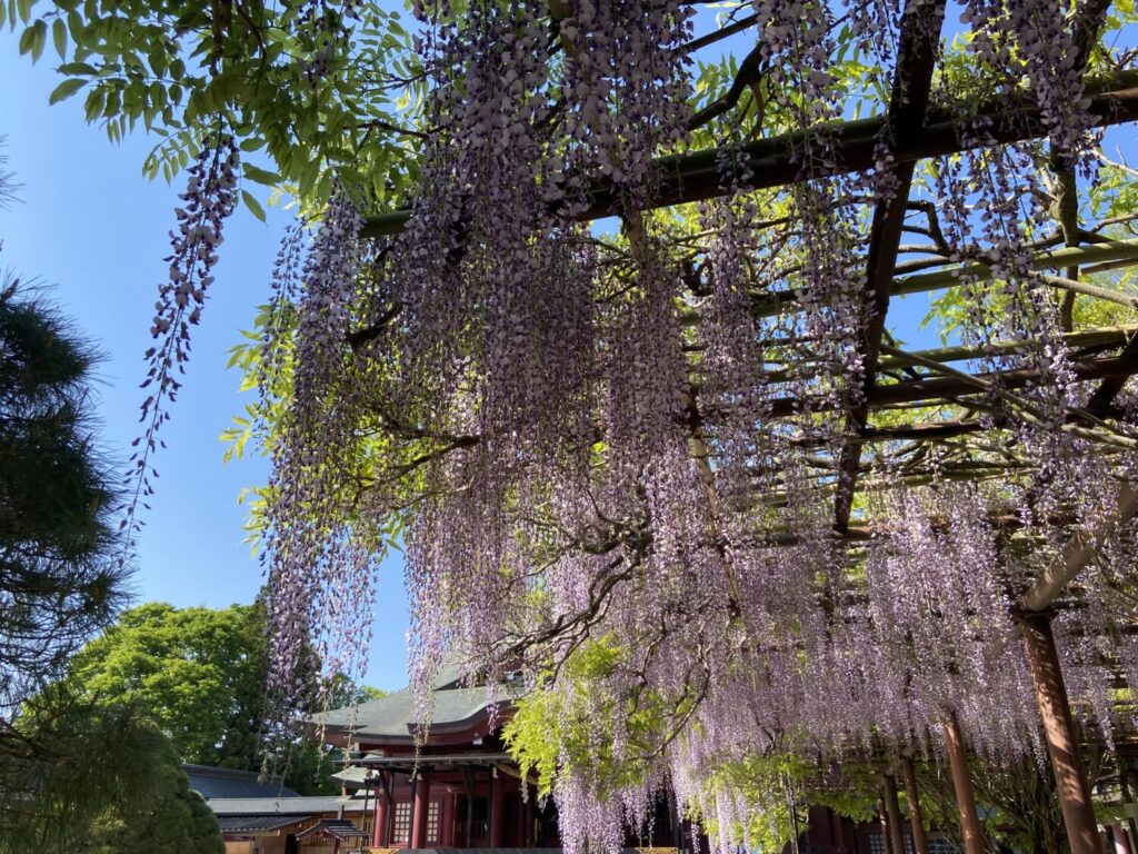 藤の花