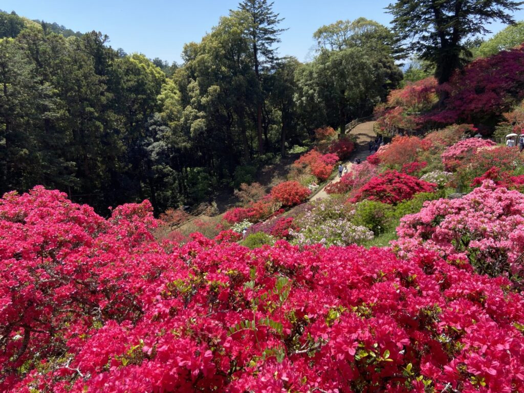 つつじの山道