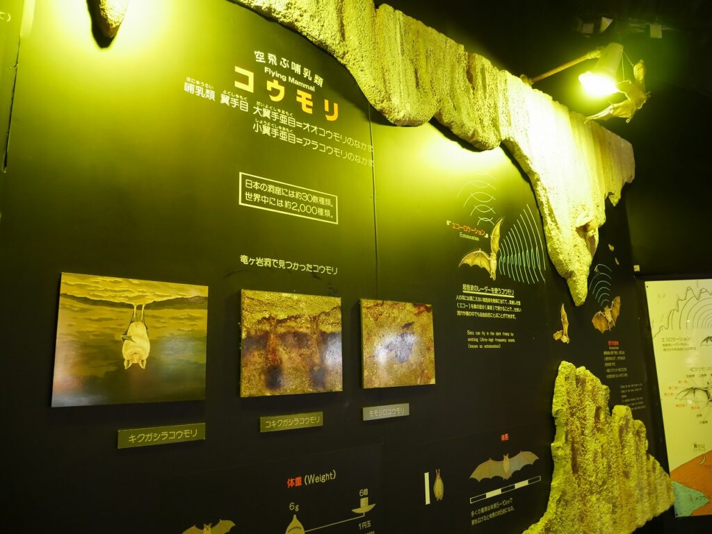 天井に吊るされているコウモリも必見ポイント