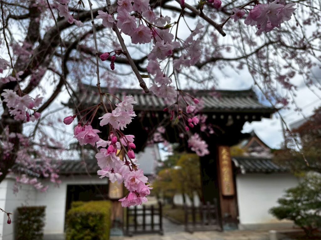 妙顕寺山門の桜