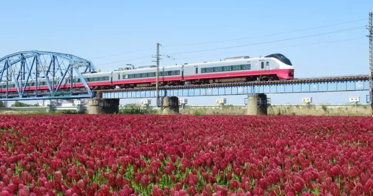 「おおくま花畑」河川敷を赤く染める400万本のクリムゾンクローバーとひまわり｜宮城県亘理町