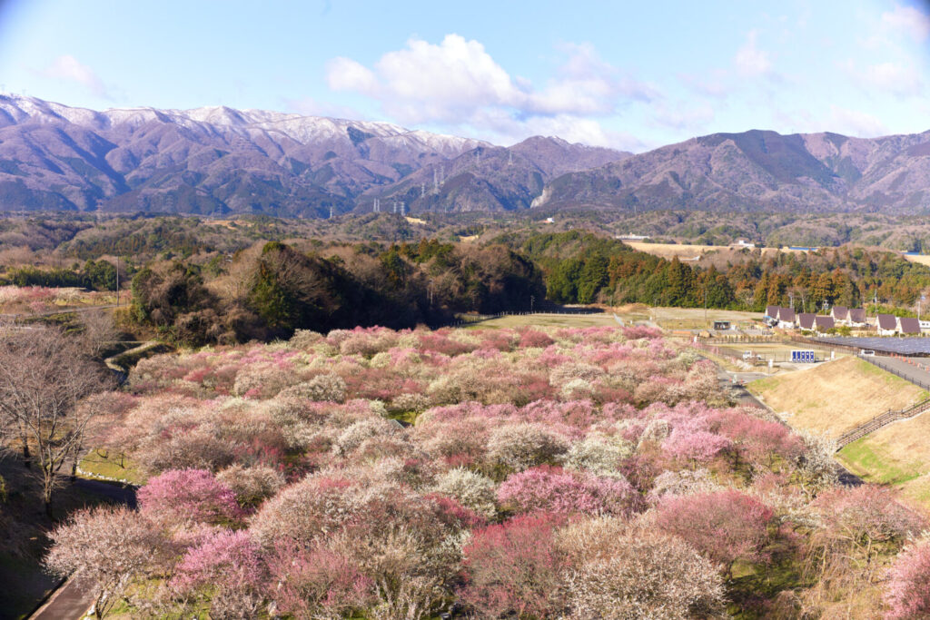 いなべ市梅林公園