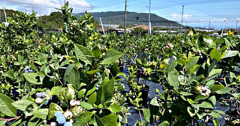 【三重県桑名市初】ブルーベリー狩り「いやしのベリー」40品種を樹上完熟で