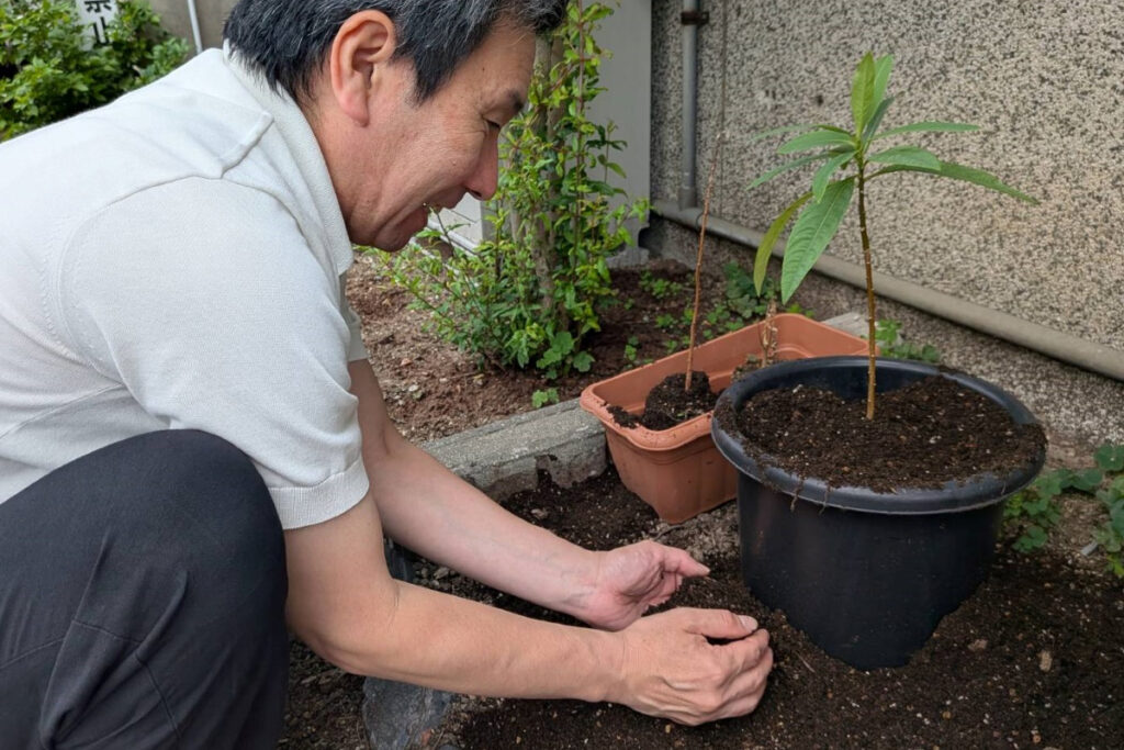 福井プレスーミツマタの苗木を鉢に植え替える福井さん