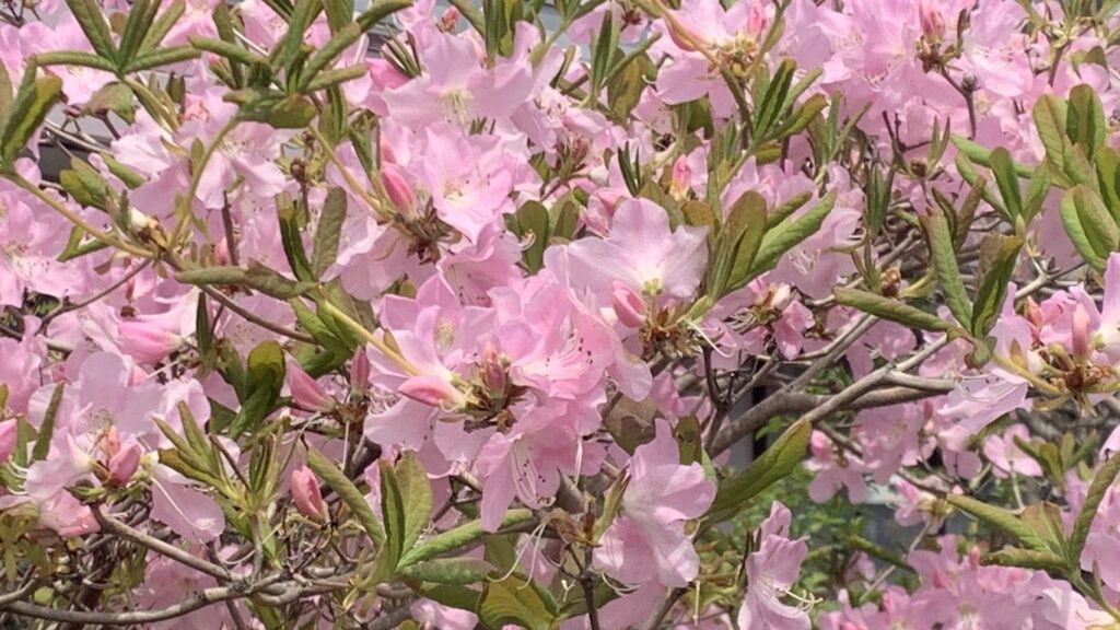桜が終わったらつつじが始まる～釧路の春のリレー～