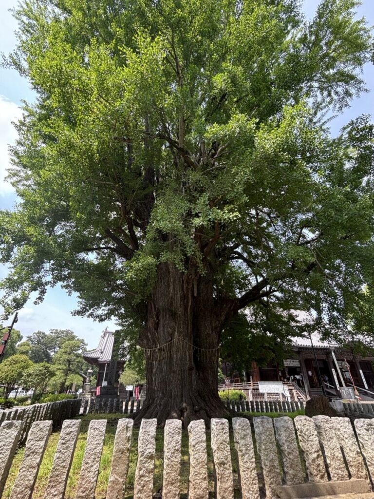鑁阿寺敷地内天然記念物の大銀杏