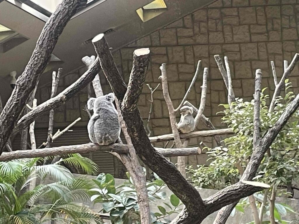 コアラ