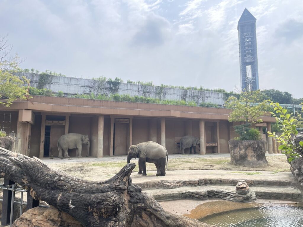 ゾウ