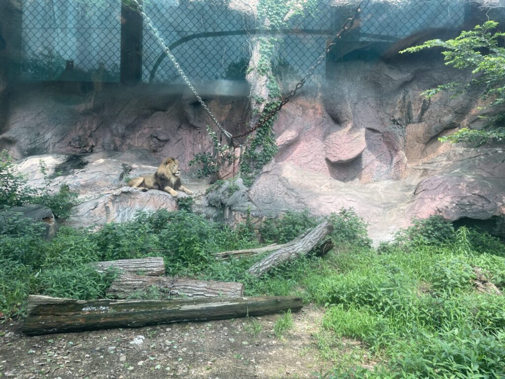 ライオン