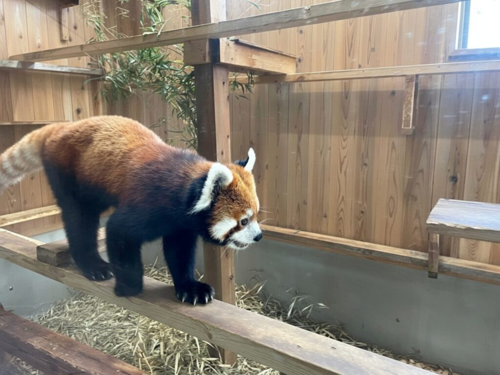 レッサーパンダ