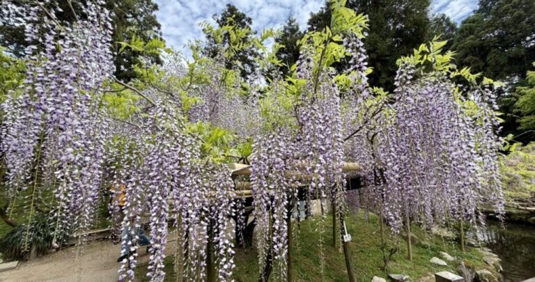 奈良・萬葉植物園で出会う春の絶景｜藤と万葉の世界