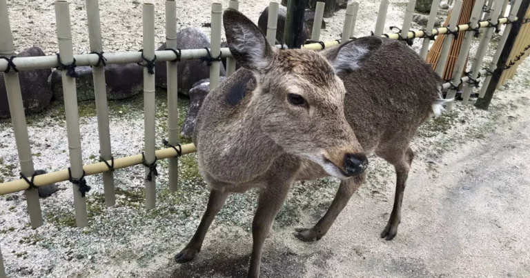 鹿と出会うことができる癒しスポット～安芸の宮島｜広島県廿日市市