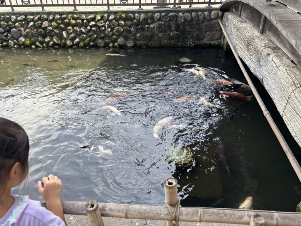 鑁阿寺のお堀を泳ぐ鯉