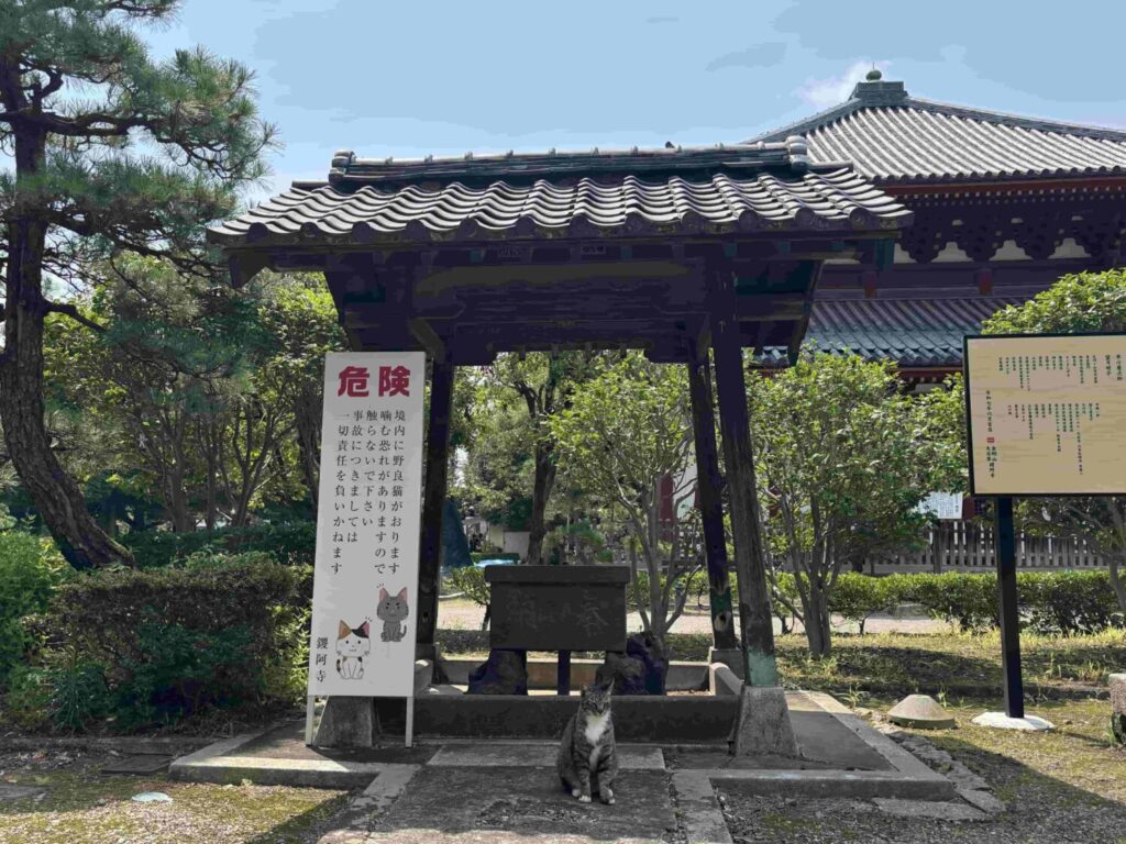 鑁阿寺の境内にいる猫と注意書き