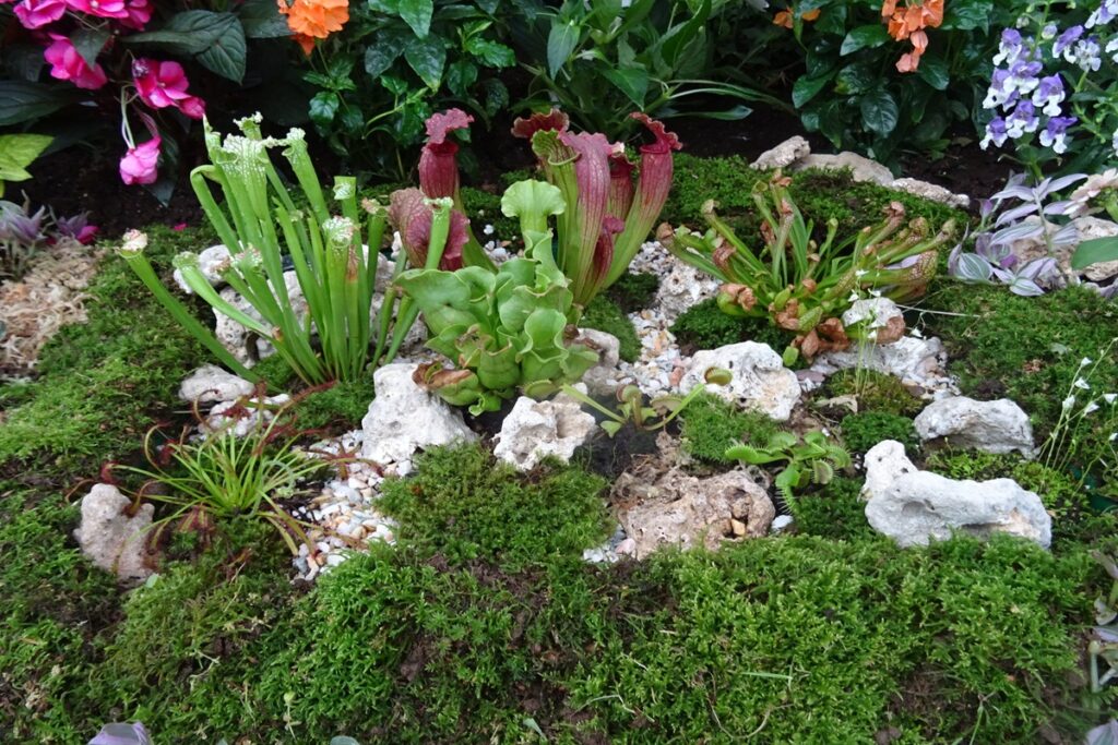 福井総合グリーンセンターのタマネギハウスの中にある食虫植物
