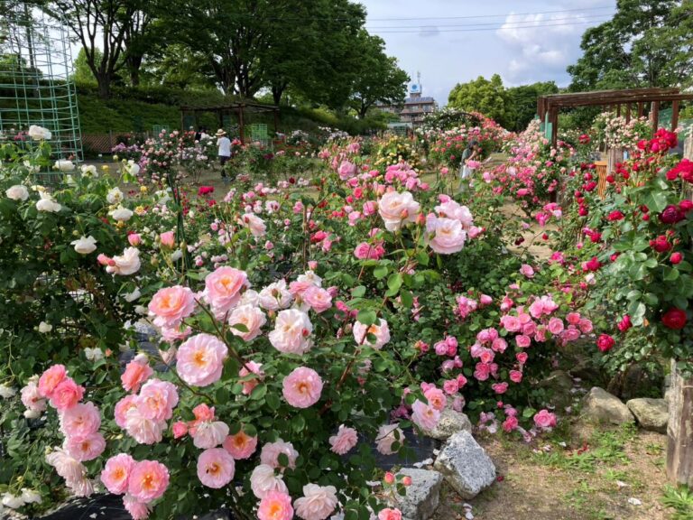 【豊田市】約3500本のバラが咲き誇る西山公園へ。ベストシーズンのバラ園を散策
