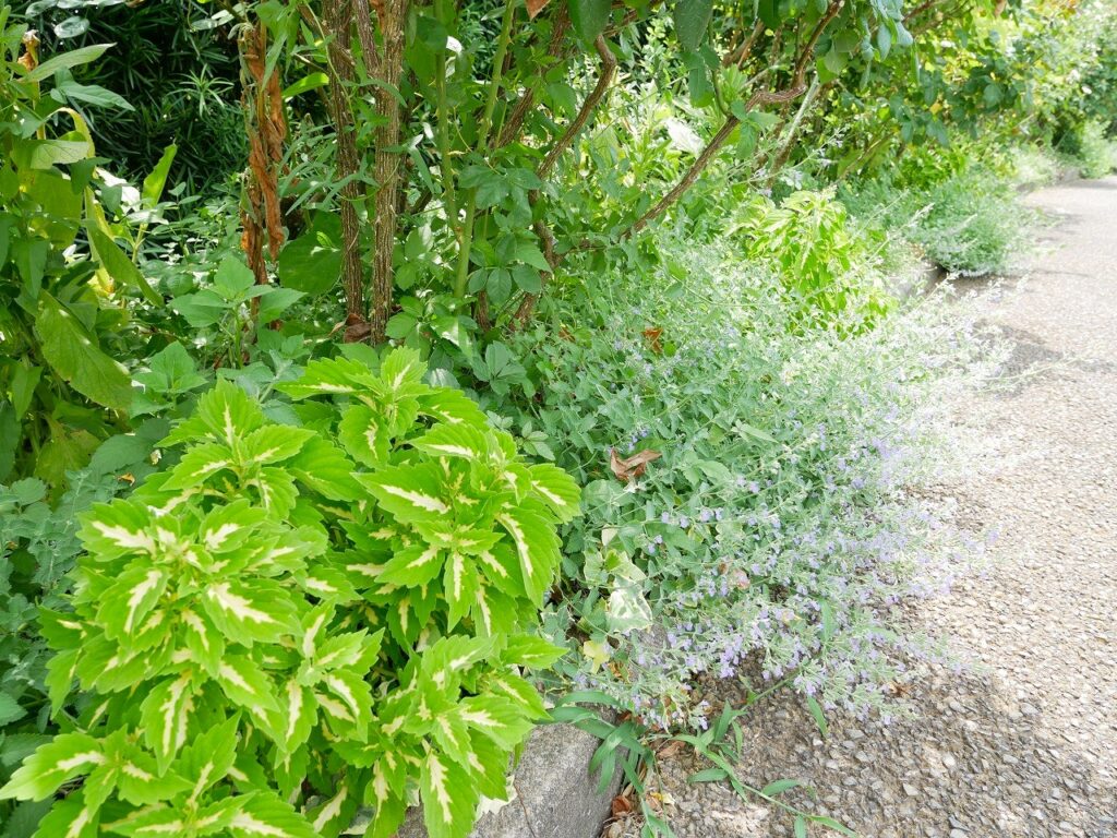 バラの株元も緑豊か