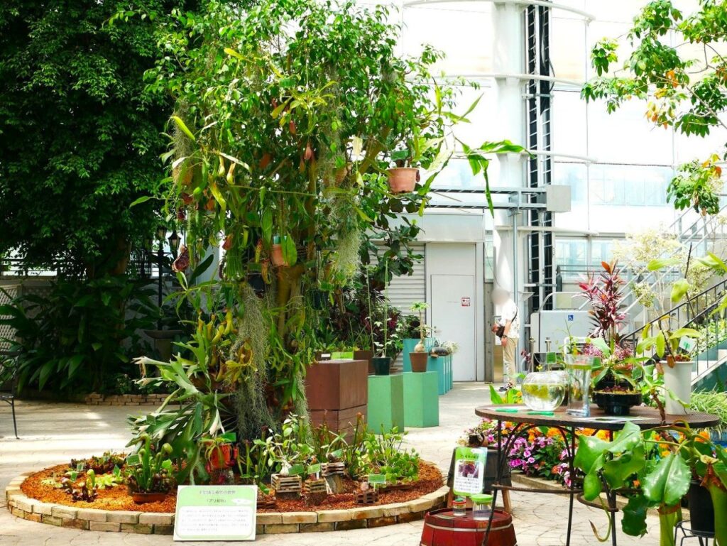 特別展示「不思議な植物の世界」
