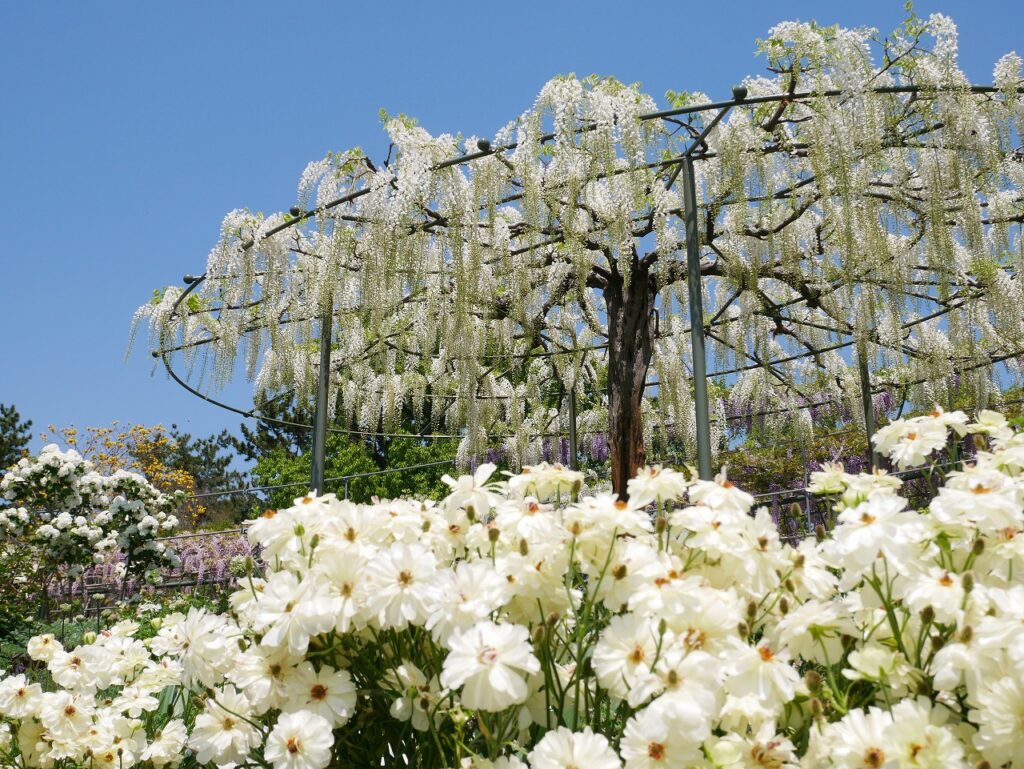 藤の花見時のホワイトガーデン（画像手前の花はラナンキュラス・ラックス・グレーシス。2021年4月21日撮影）
