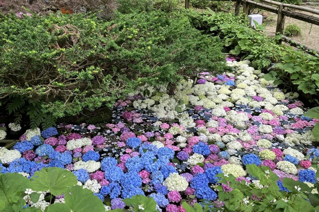 池に浮かぶアジサイ