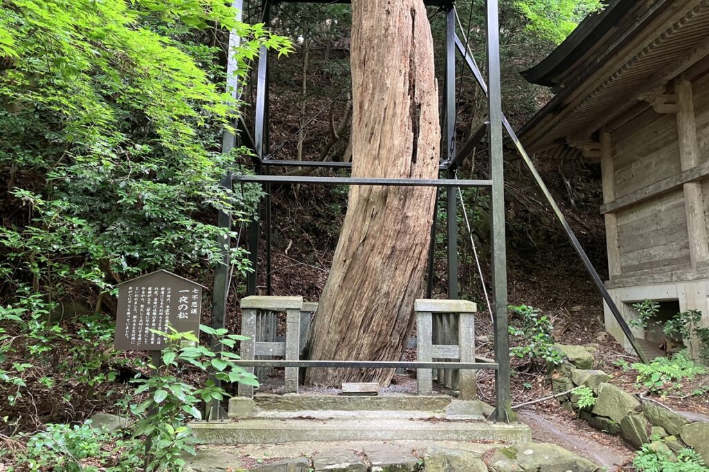 七不思議のひとつ一夜の松