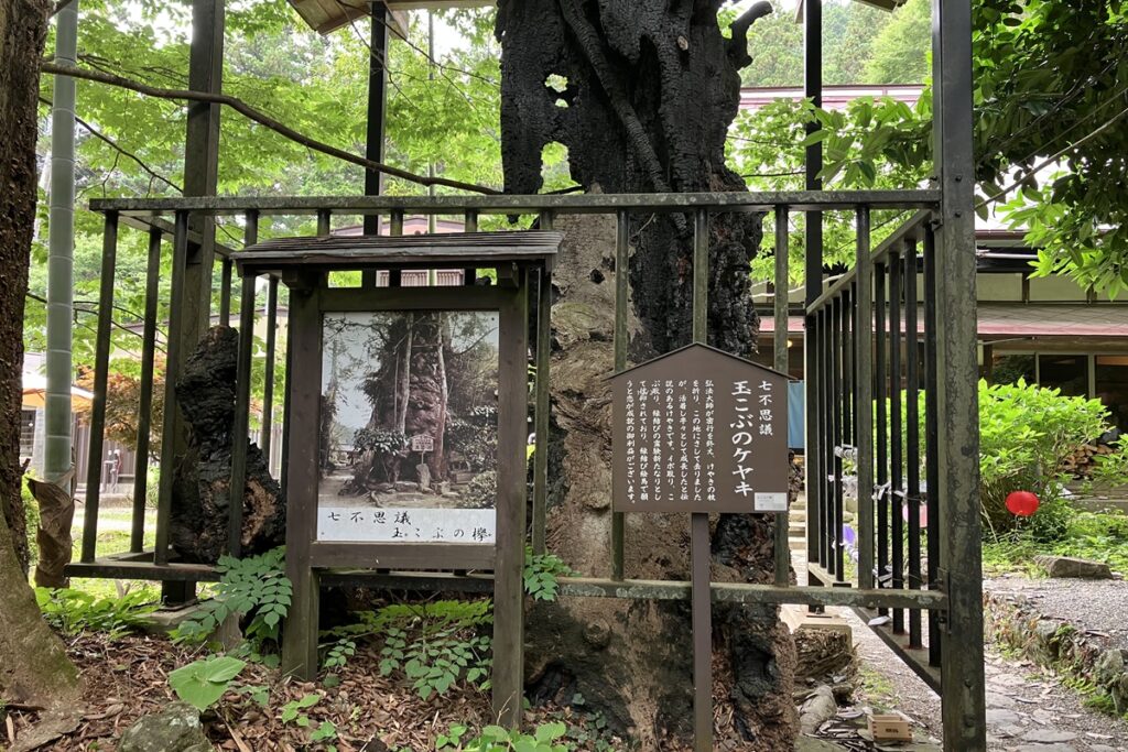 七不思議のひとつ玉こぶのケヤキ