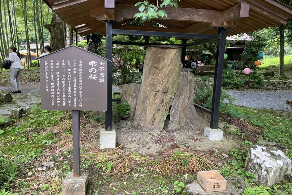 七不思議のひとつ雫の桜