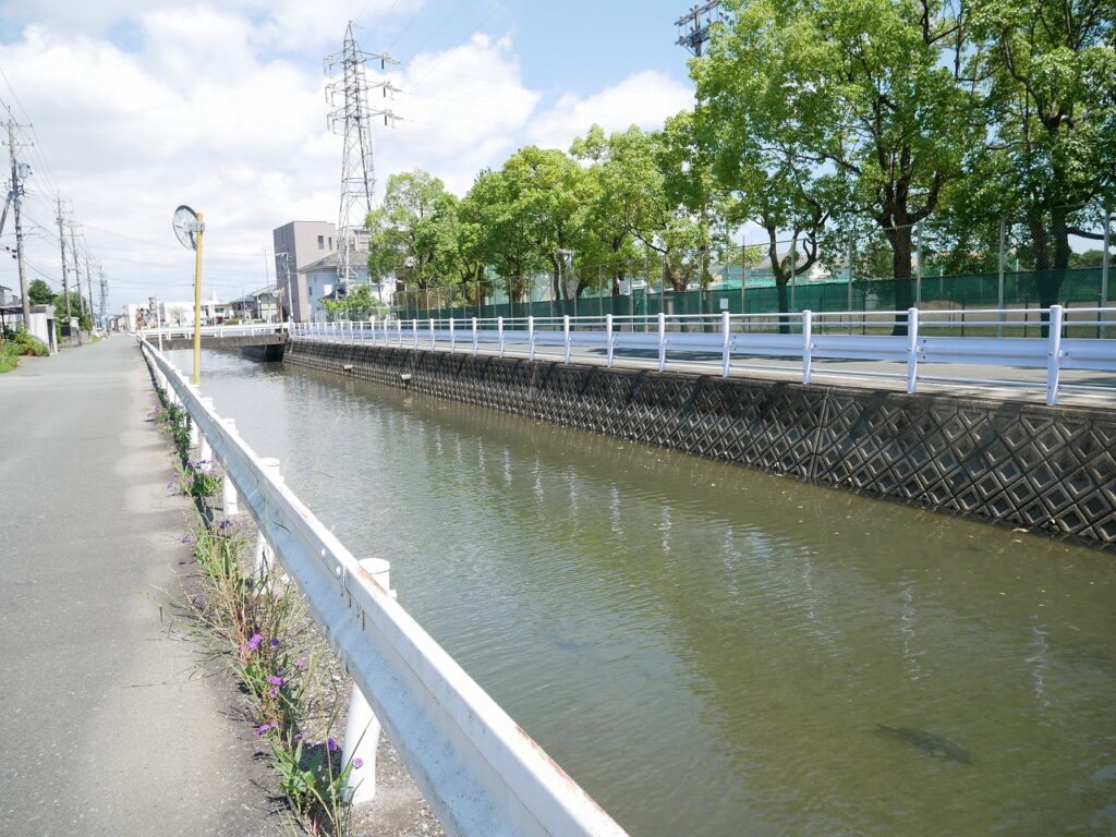 堀川では魚が泳ぐ姿も確認できる
