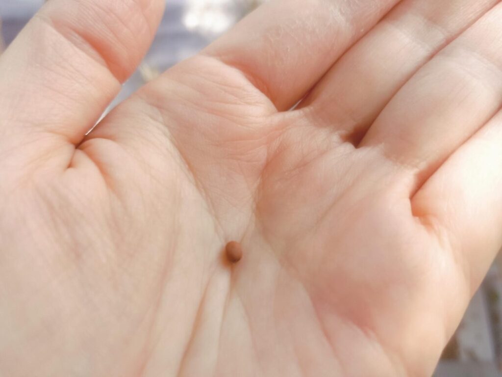 大根の種