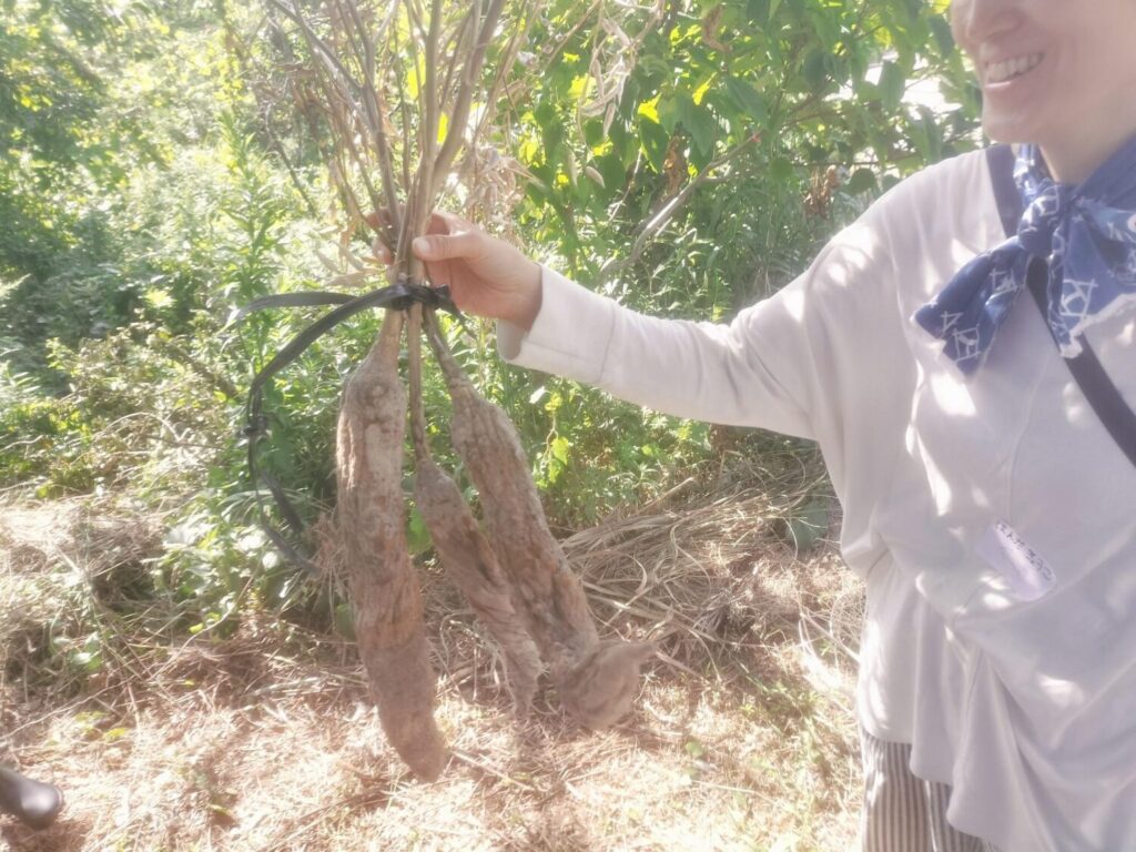 ミイラ化した大根