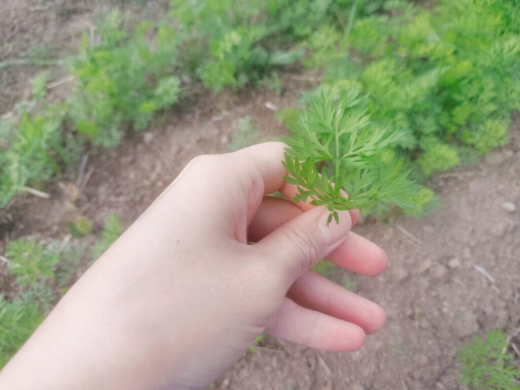 人参の葉