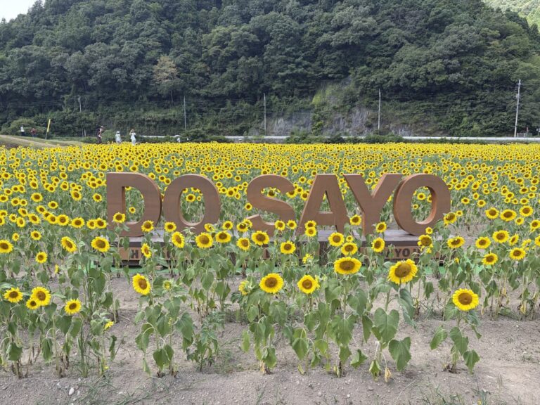 【兵庫県佐用町】一面に広がる夏の絶景！佐用町・漆野地区のひまわり畑を訪ねて